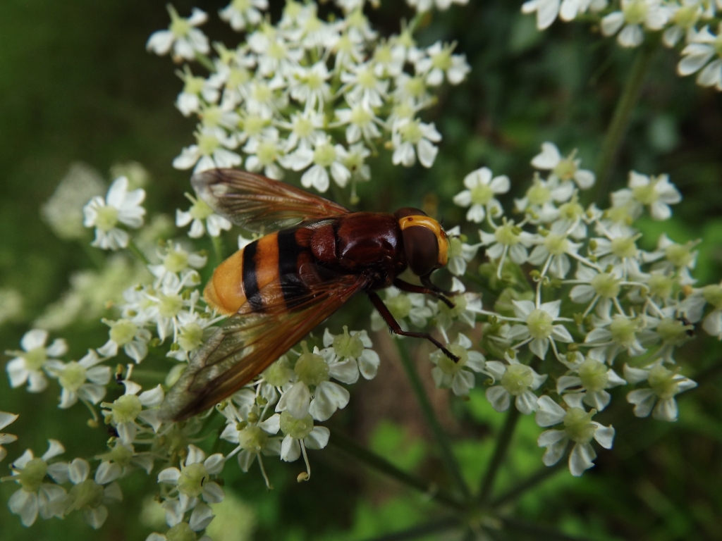 A close-up photo of a female hornet mimic hoverfly feeding on cow parsley.